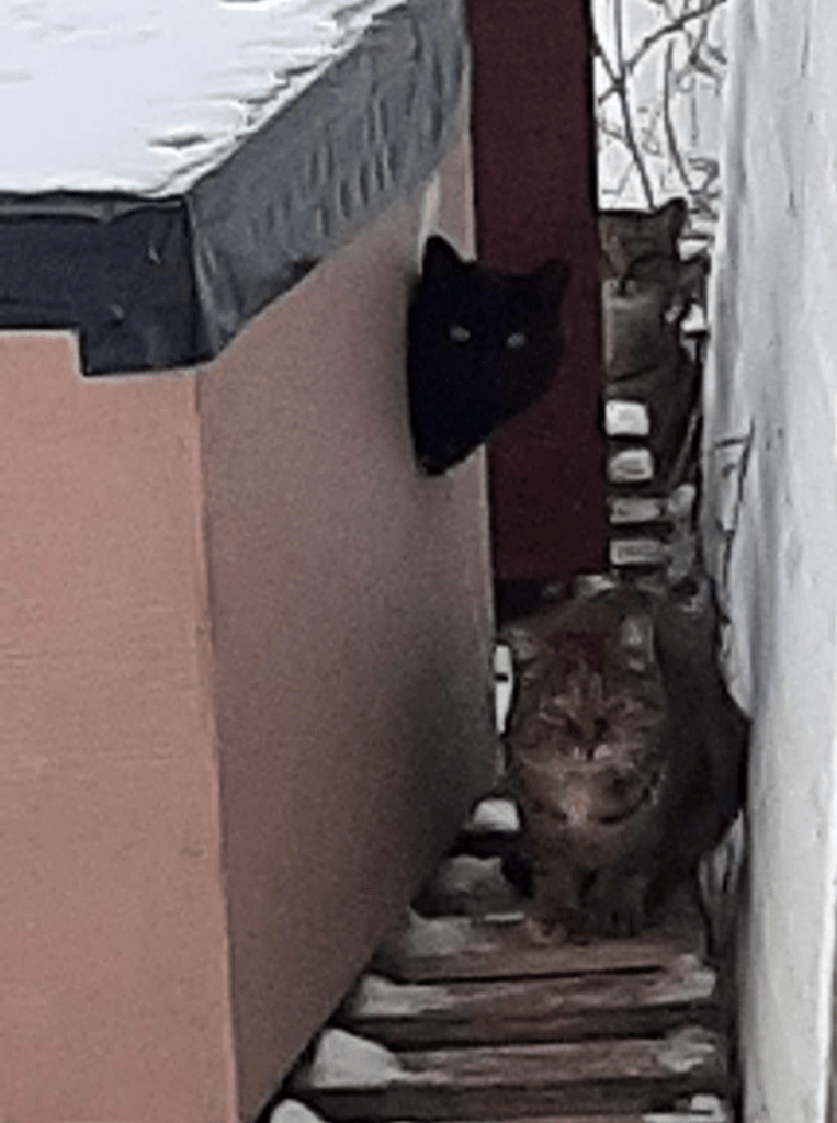 A black cat peeks it's head out of a winter shelter while two tabbies stand guard.