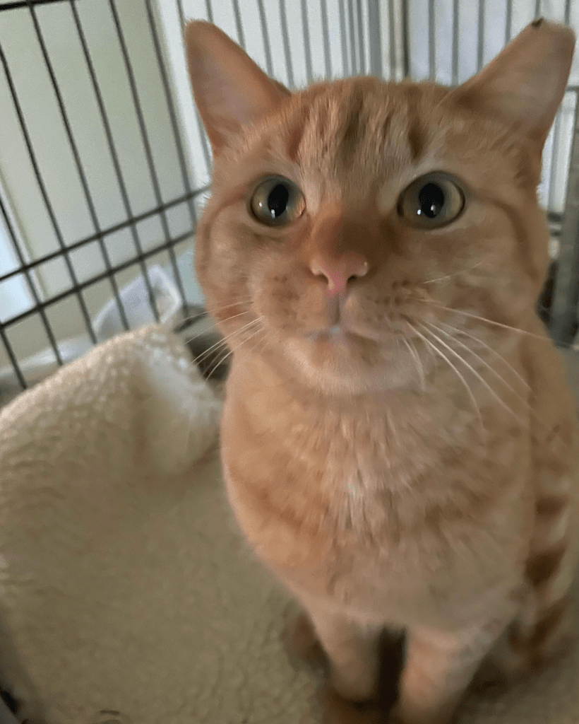 A proud orange cat with an ear tip looking up for some food.