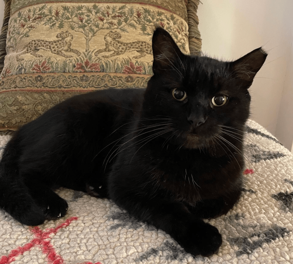 A very sweet black cat sitting on a sofa.