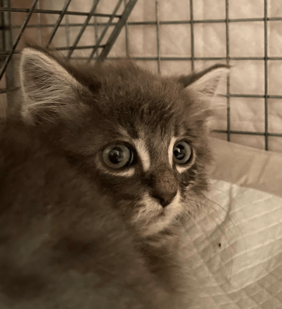 A scared looking grey tabby kitten.