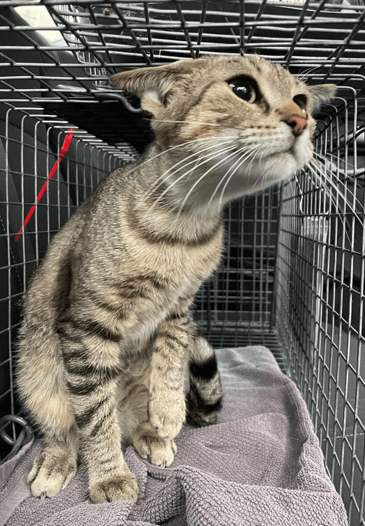 A dilute fawn tabby looking out curiously from the live trap.
