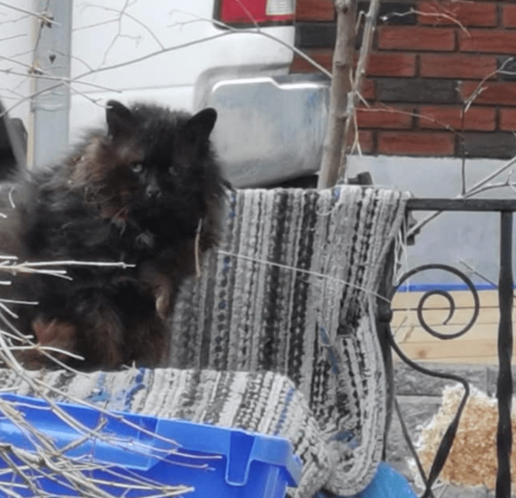 A very sad looking black cat with long matted fur.
