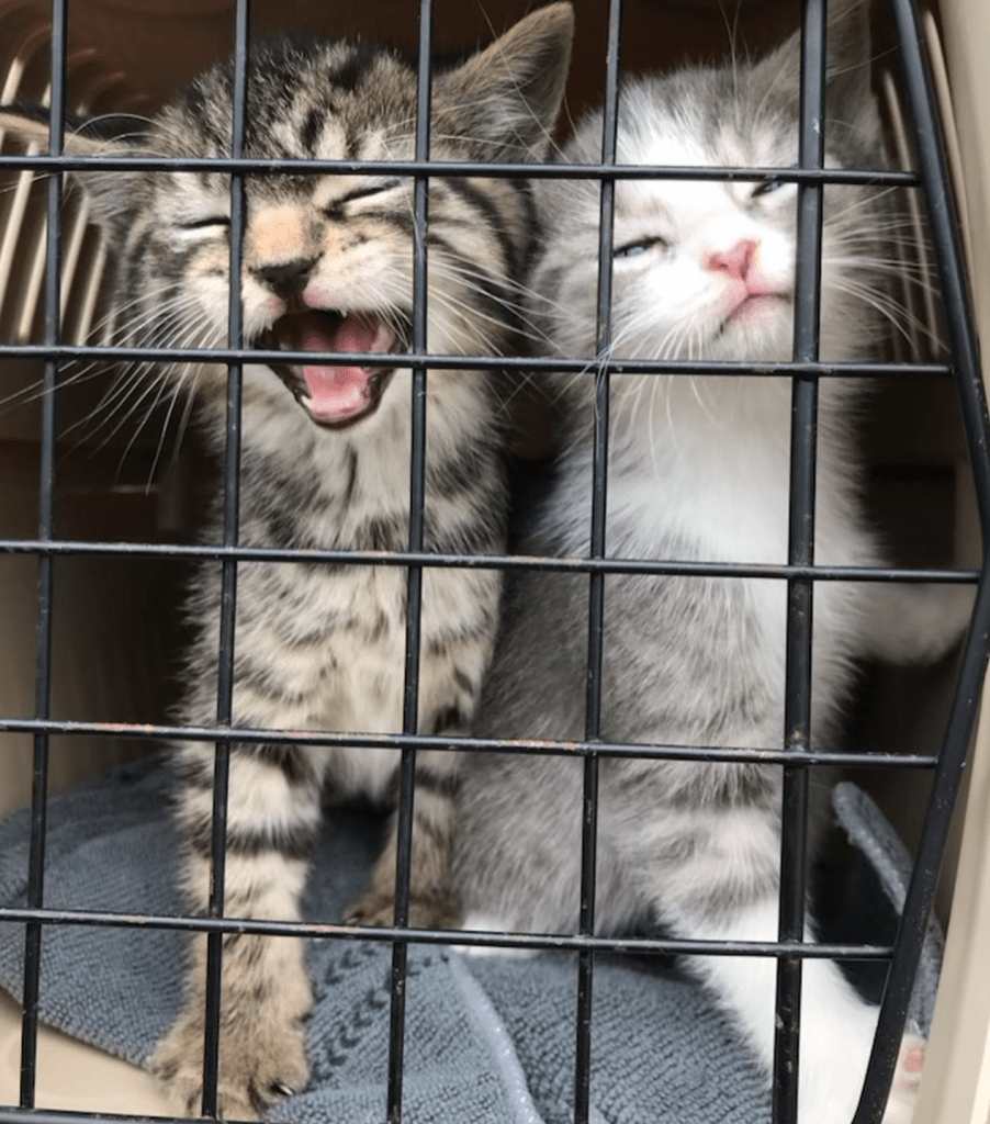 A carrier with two tabby kittens looking out. The brown tabby has her mouth open meowing, and the grey tabby is squinting her eyes.