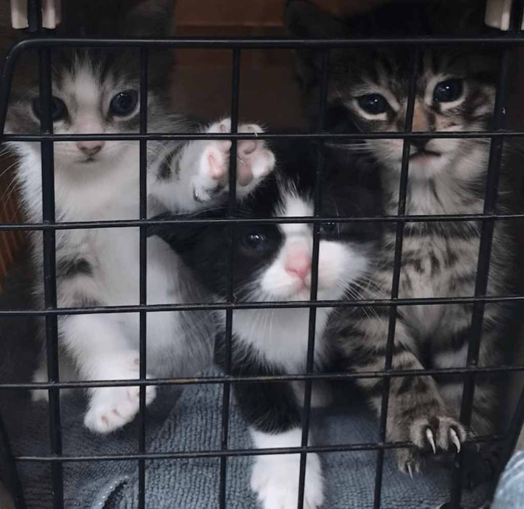 Three kittens paw at the door of a crate.