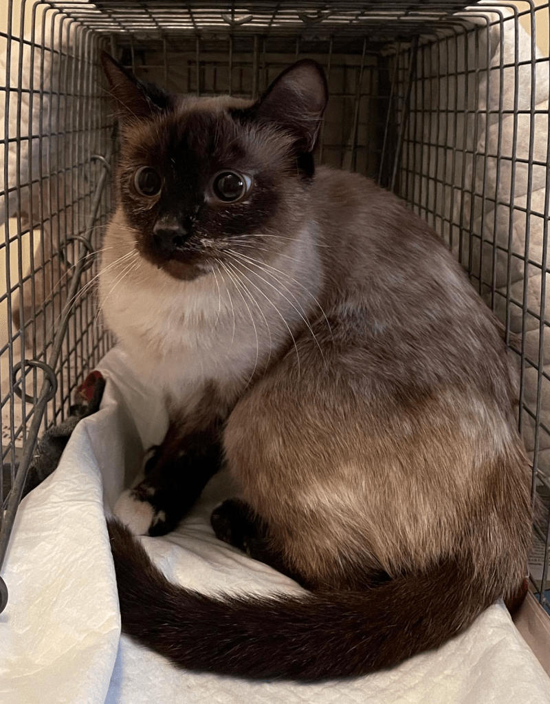 A chocolate siamese cat sitting up in the live trap.