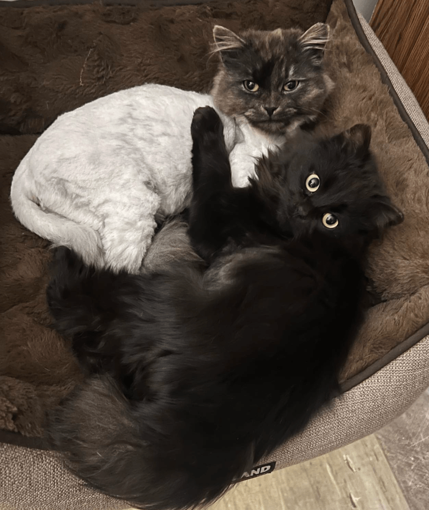 A shaved grey cat with a white undercoat and a black cat with long hair cuddle each other on a bed.