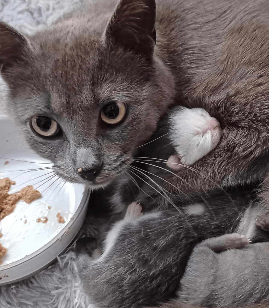 A grey momma cat cuddles her newborn baby kittens.
