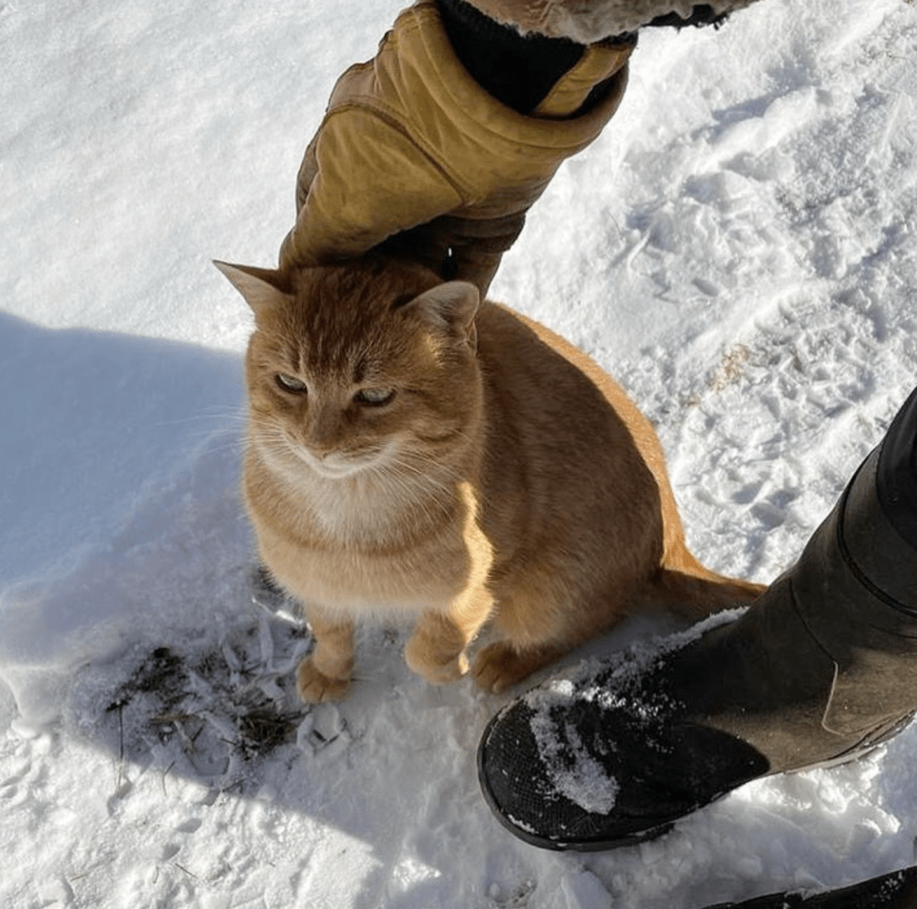 An orange cat being petted by a gloved hand in the snow.