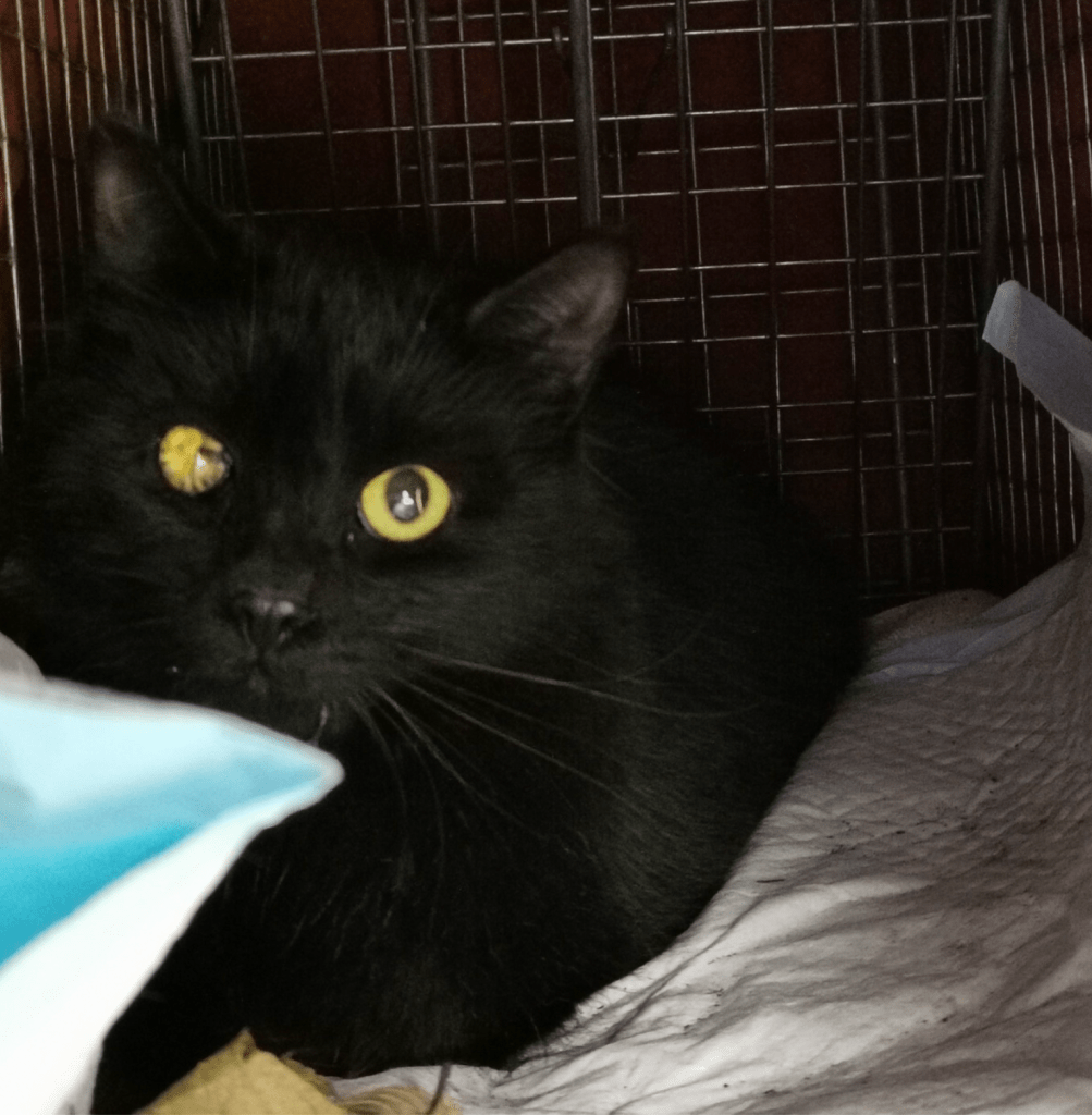A black cat with large yellow eyes. One of them is damaged and the pupil doesn't appear to be present.