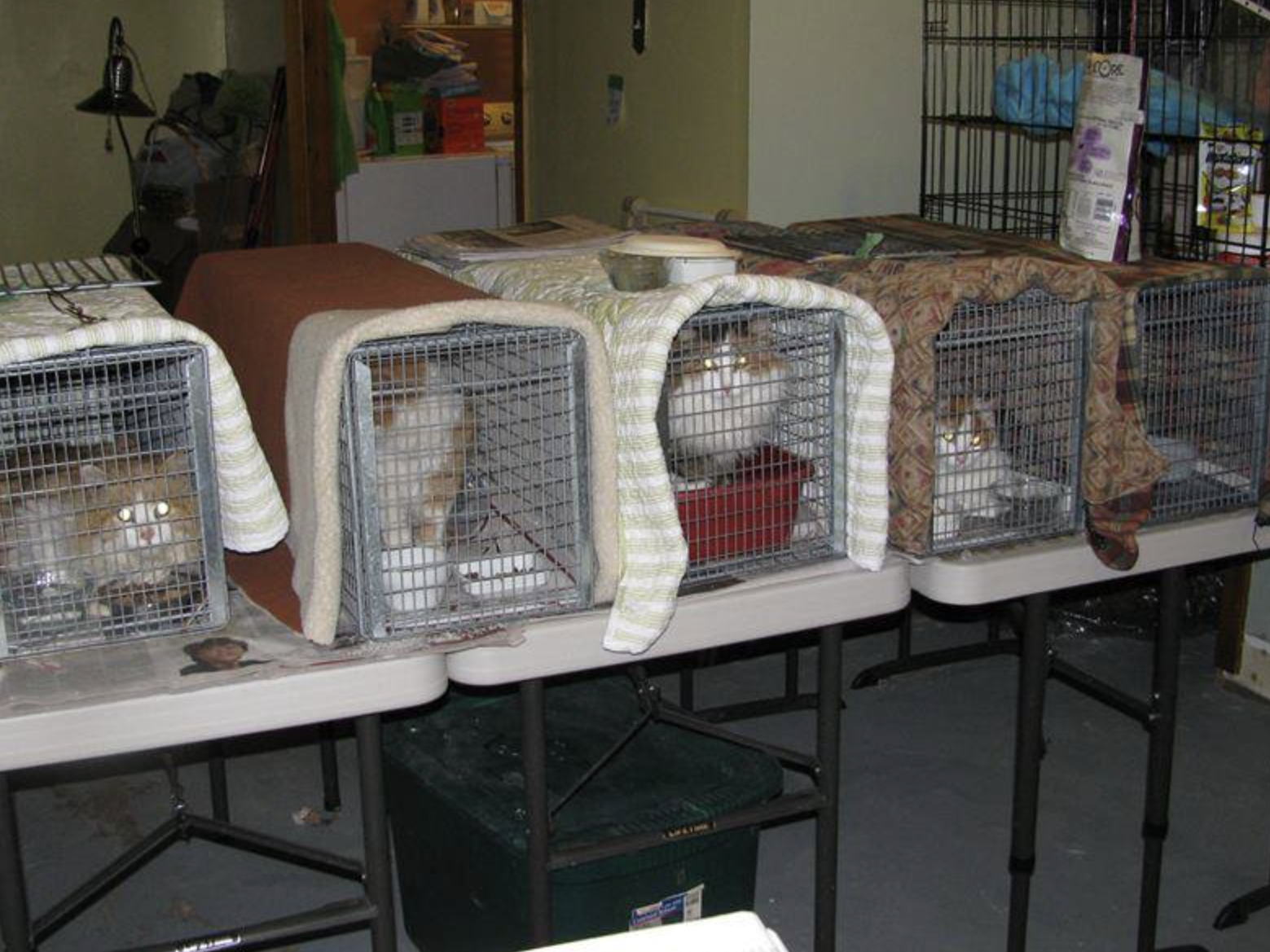 A group of orange and white cats lined up in their traps waiting for surgery. The traps are on top of folding tables, and blankets are partially covering the traps so the cats don't get scared.