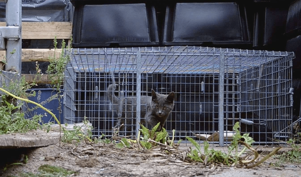 A grey kitten about to be captured in a large metal drop trap.