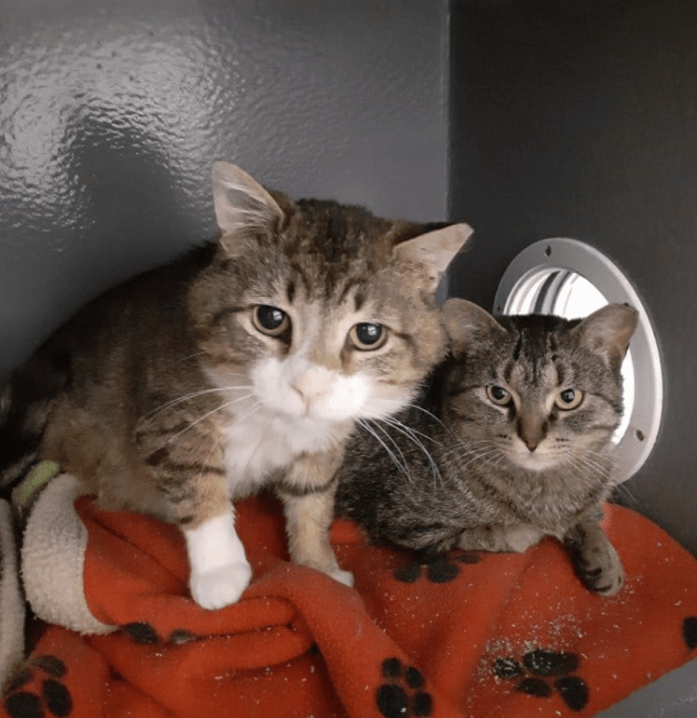 Two tabbies looking out from a carrier, they look curious.