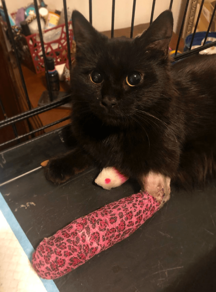A small black cat, Billie, with wide eyes heals from a leg injury in a large crate. She has a pink leopard print bandage wrapping all the way up to her elbow, where some shaved skin. andstitches are exposed.
