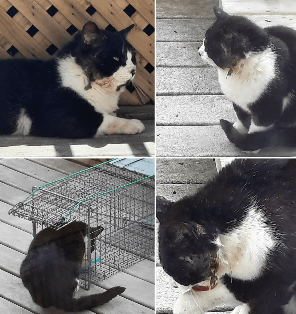 A collage of a black and white tom cat with facial injuries. He has matted fur and blood on his neck - one image shows him entering the live trap for rescue and a better life.