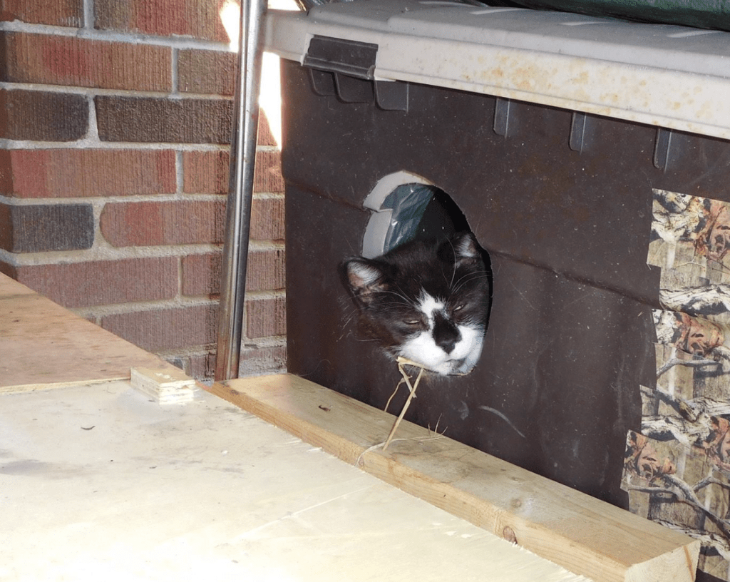 A curious black and white cat peeking out of a small hole in a winter shelter.
