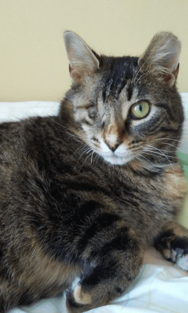A tabby cat resting in a volunteer's home. She is missing one eye.