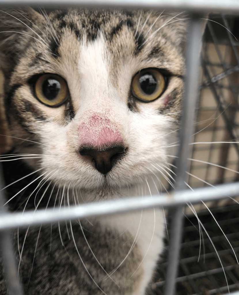 A white and brown tabby looks sadly out from a trap. His dark brown nose is very scuffed up on top and looks raw.