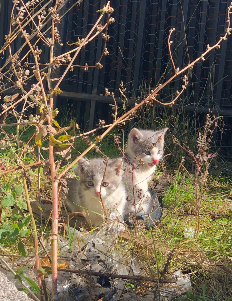 Two grey and white kittens sitting amongst some weeds at a construction site. They have bright pink noses and one has it's tongue out.