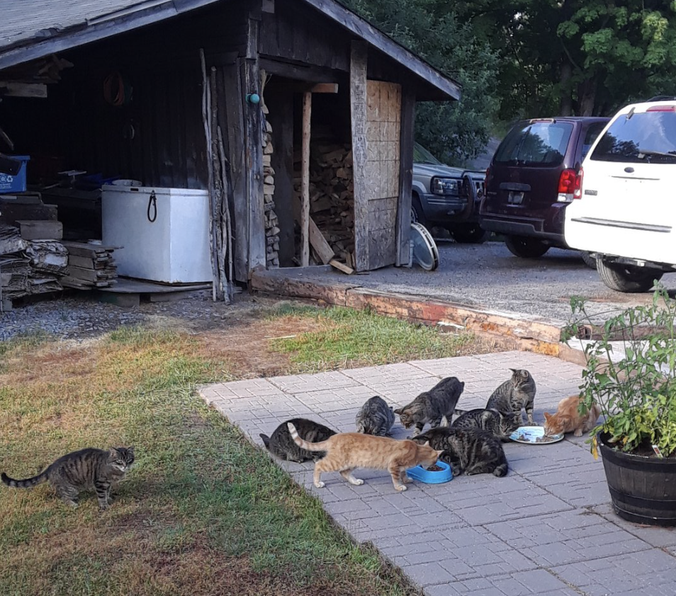 Several cats, including a tabby with orange and black fur and a black cat, eating a meal together in a sunlit backyard.