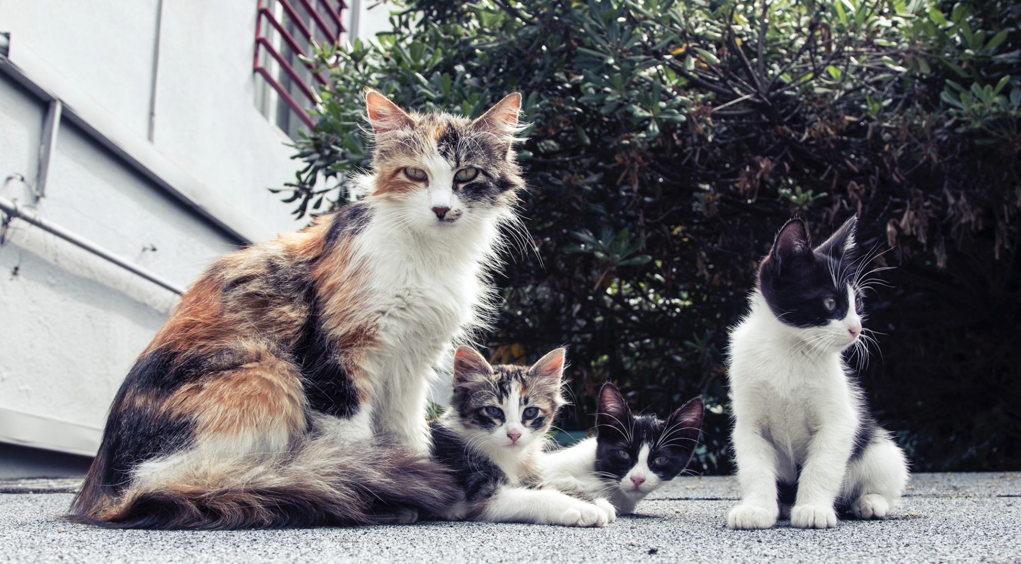 A calico mom cat with her three kittens sitting outside.