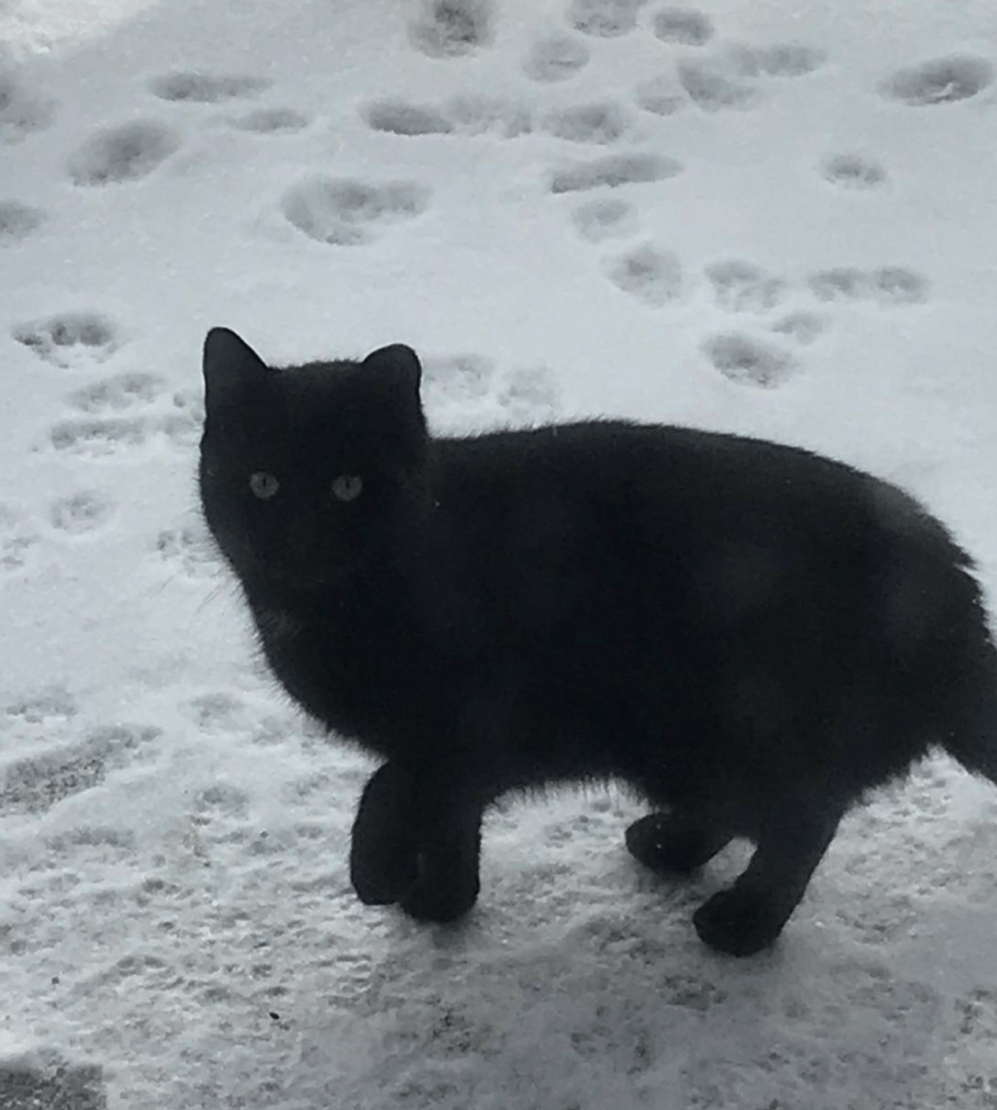 A petite black cat walking in the snow.