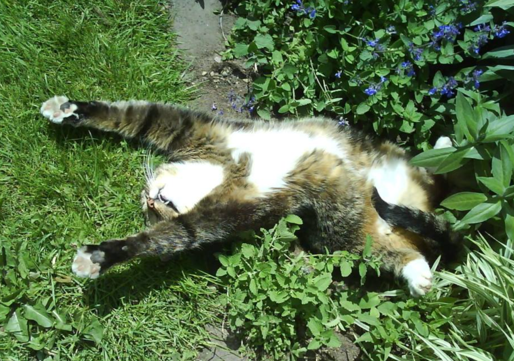 A tabby cat stretching happily in the grass and sunshine.