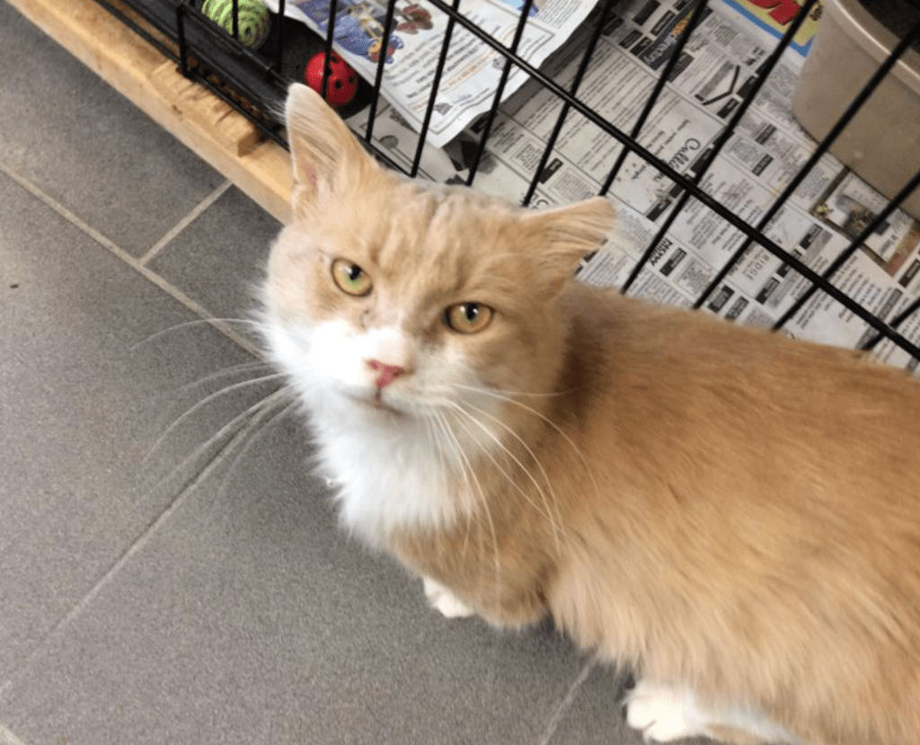 A long-haired orange and white cat with an ear tip sitting on a porch.