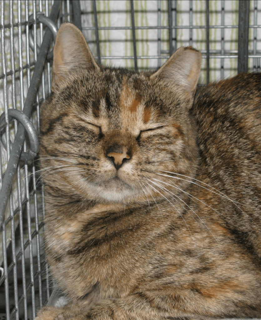 A very pleased looking sleepy torbie cat.