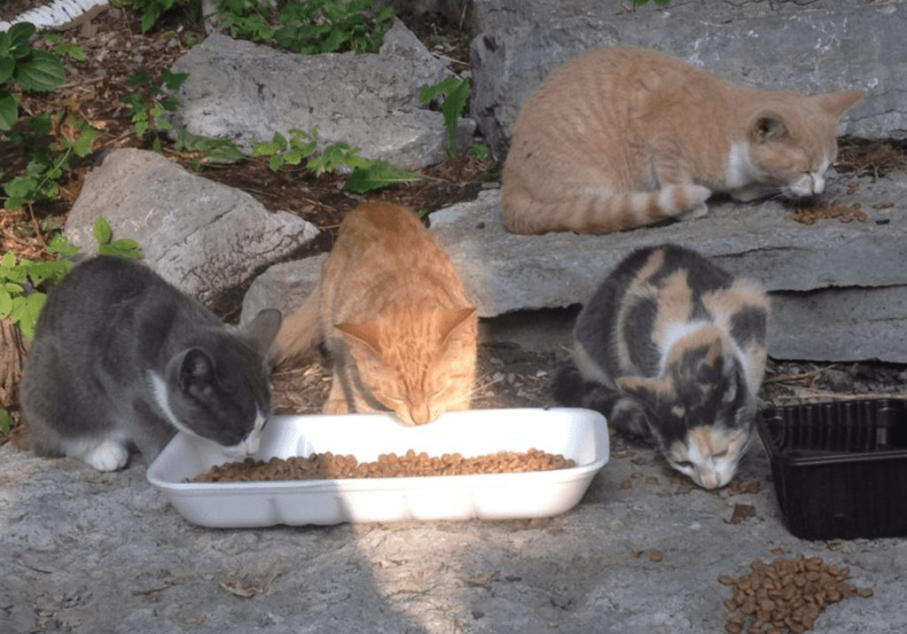 Cats eating kibble out of trays outside a colony caregivers home.