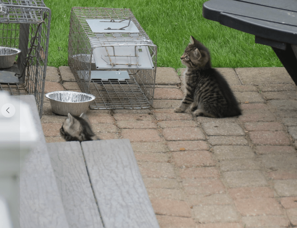 Two tabby kittens considering the live trap in front of them. Hopefully they take the bait!