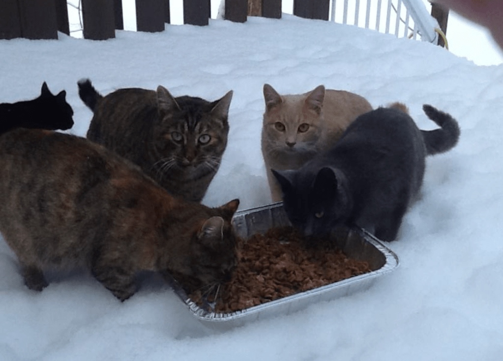 A group of cats outside in the winter, eating some food out of a tray.