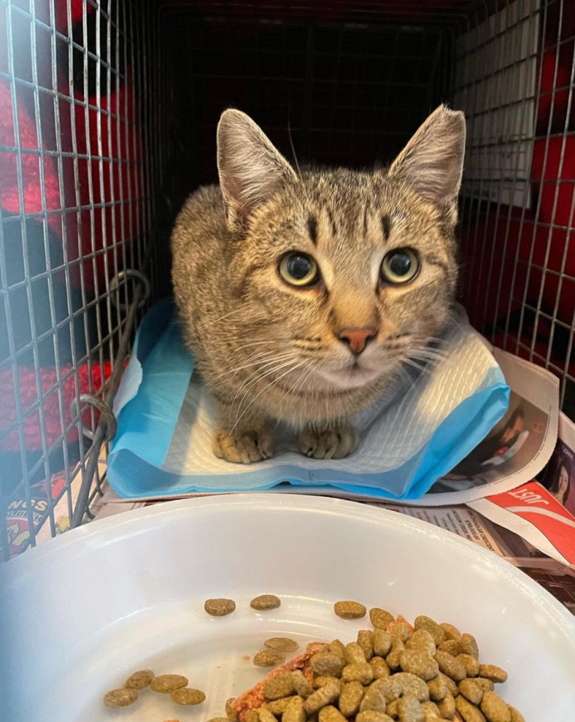 A sweet tabby cat looks up from her trap, waiting for TNR surgery.