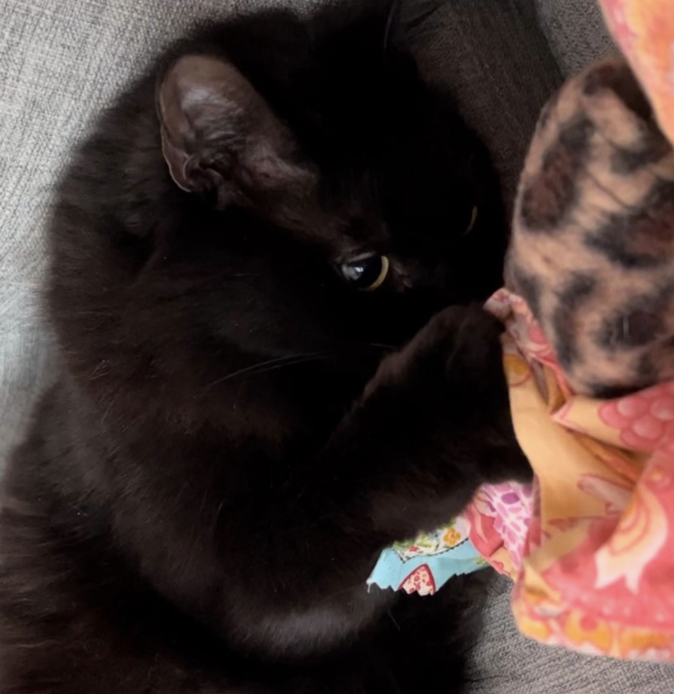A fuzzy black cat, Billie, cuddles up to a homemade catnip toy.