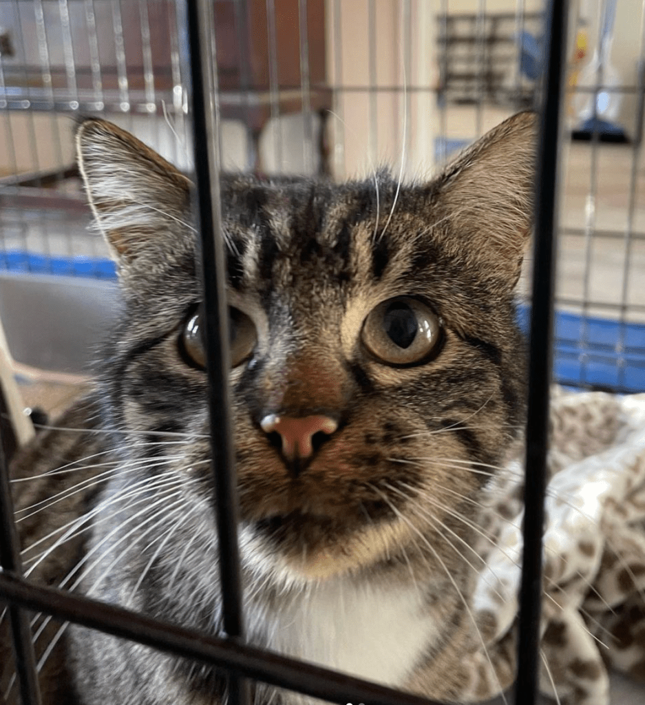 A brown and white tabby looking out from a crate.