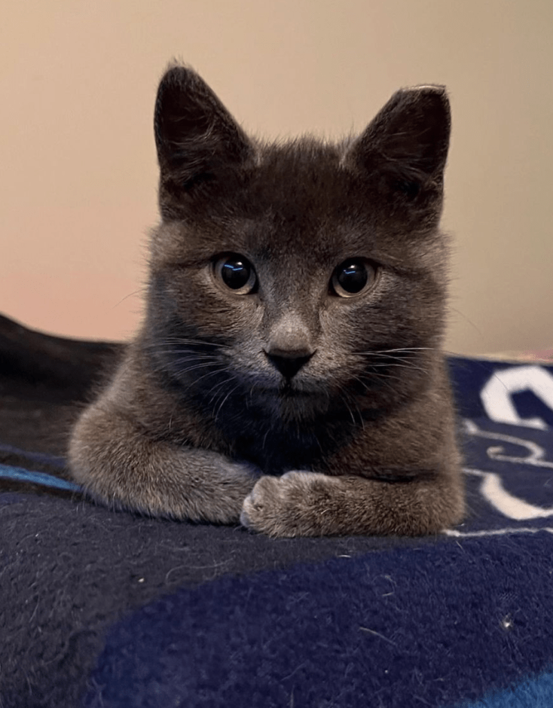 A grey kitten with bright green eyes looking directly at the camera.