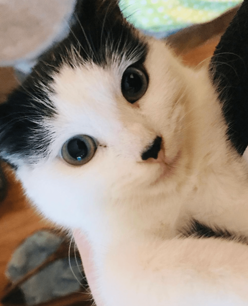 A close-up of a black and white kitten's face.