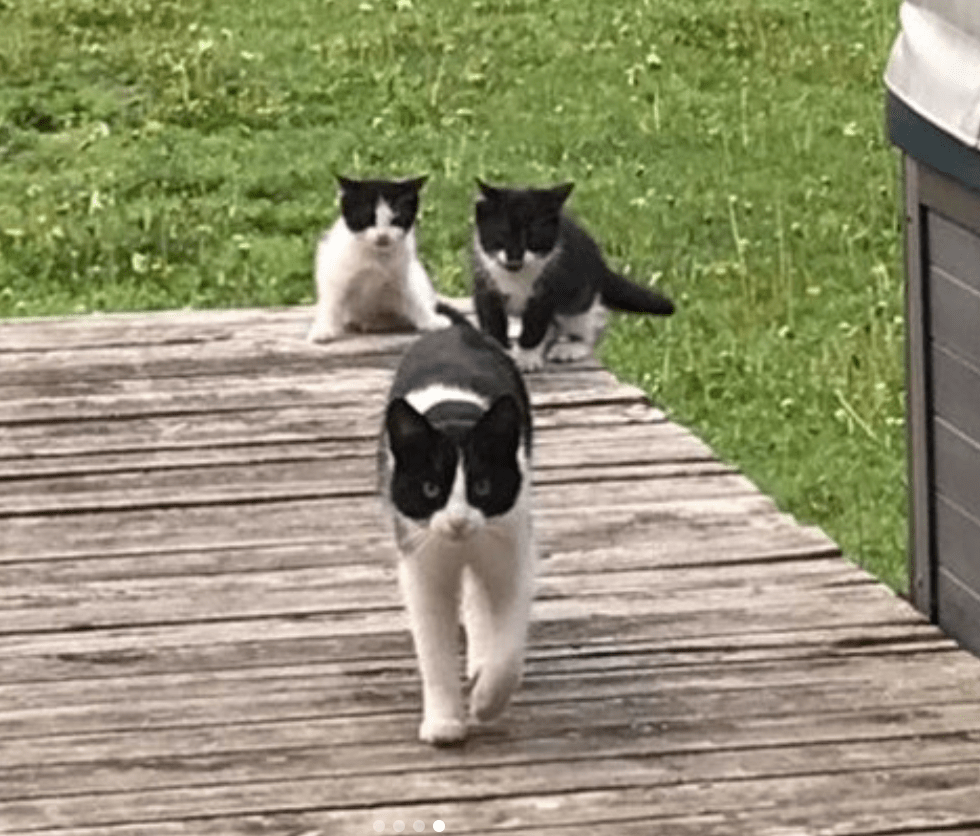 Three black and white tuxedo cats checking out a backyard.