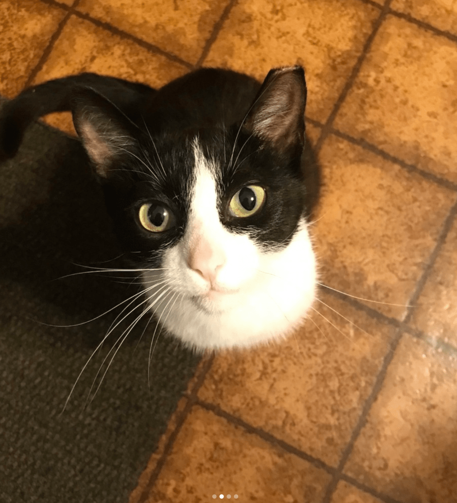 A black and white tuxedo cat with an ear tip.