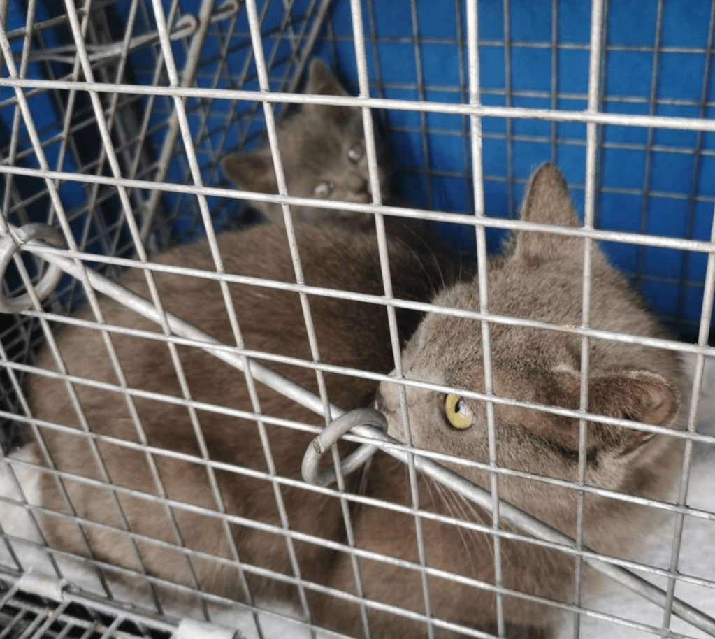 A 2 for 1 catch! A grey cat and grey kitten are in a live trap together.