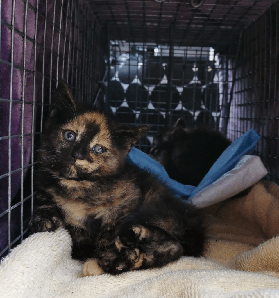 A small torti kitten with blue eyes looks out from a trap.