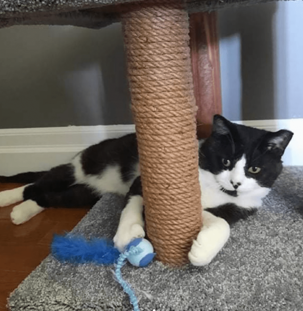 A small black and white cat hugs a cat tree post and plays with a blue ball on a string.