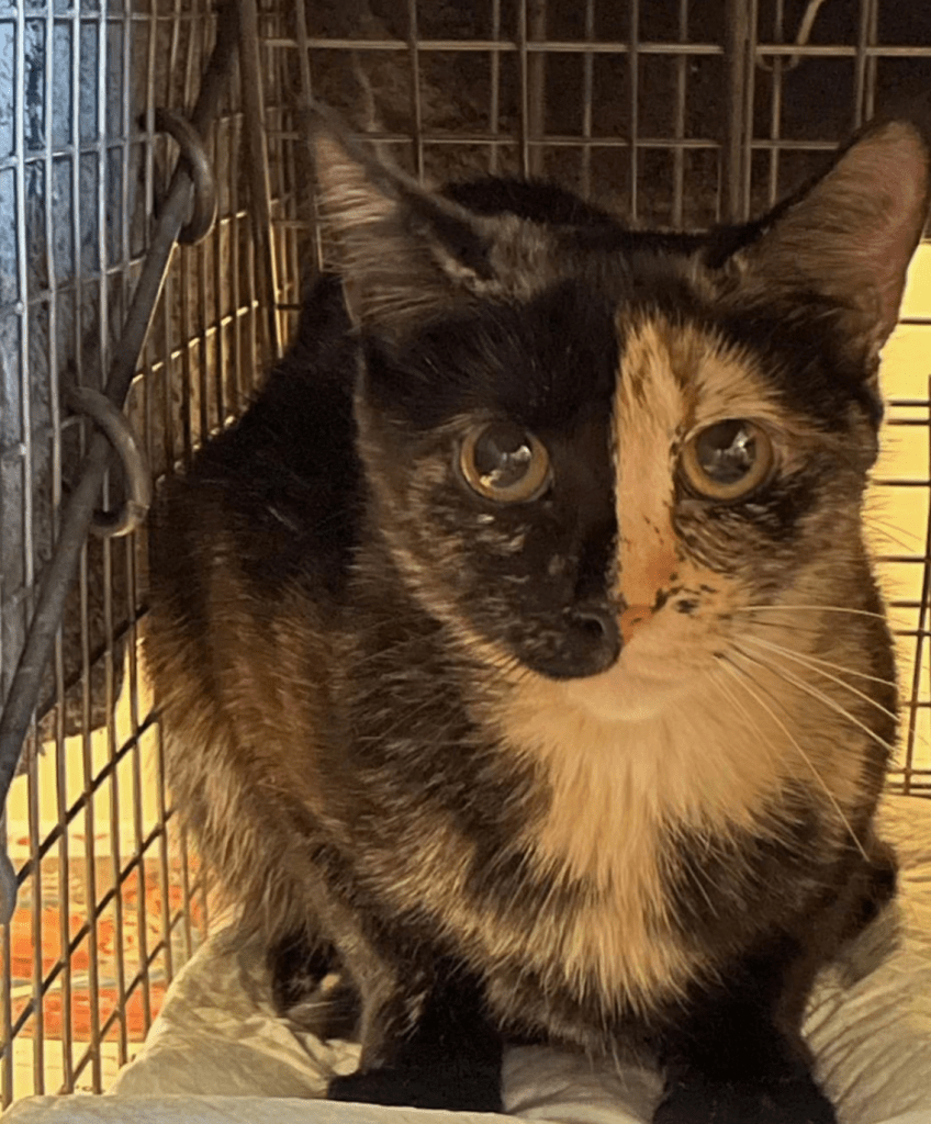 A chimera calico kitty with a half black and half orange face.