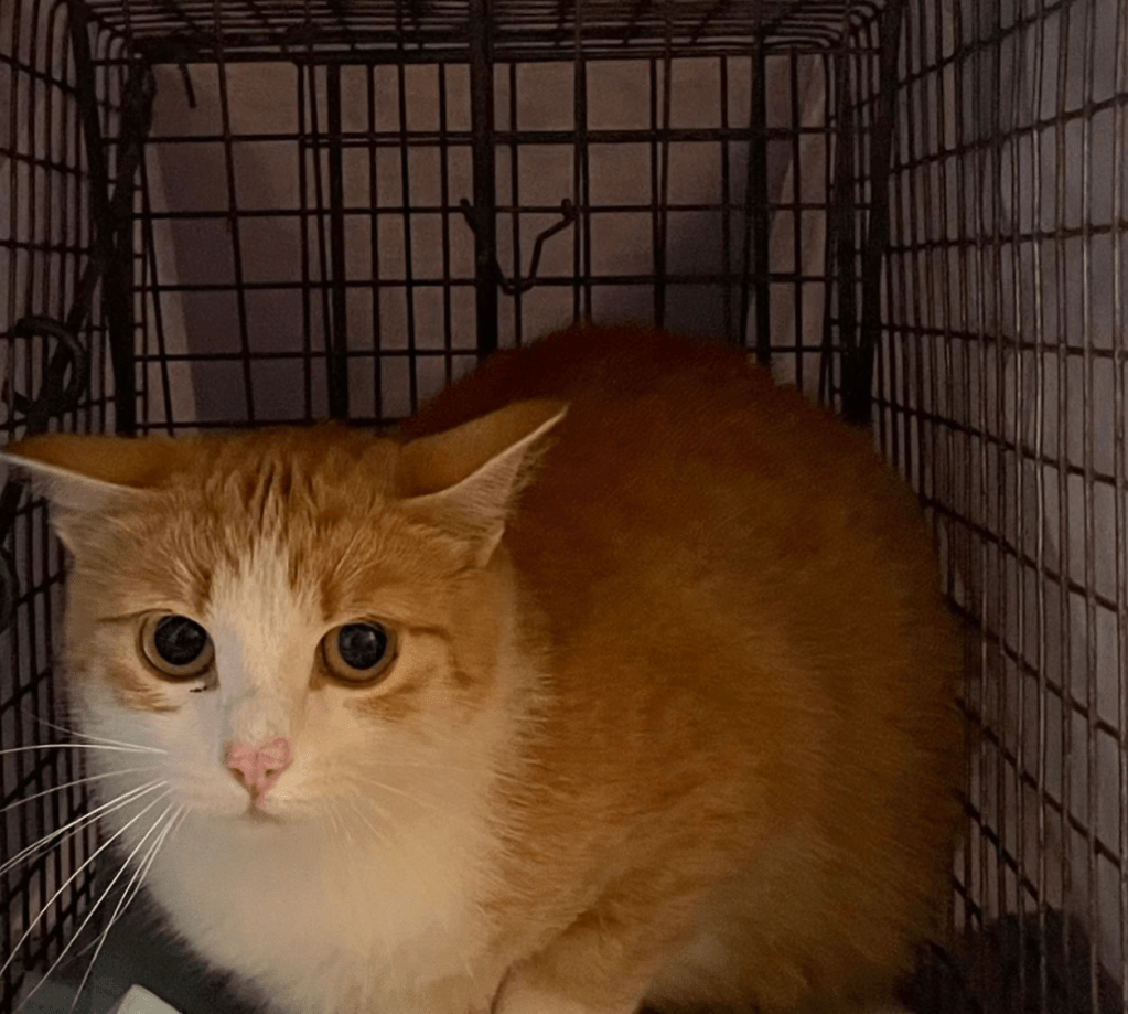 An orange and white cat looks suspiciously at the camera.